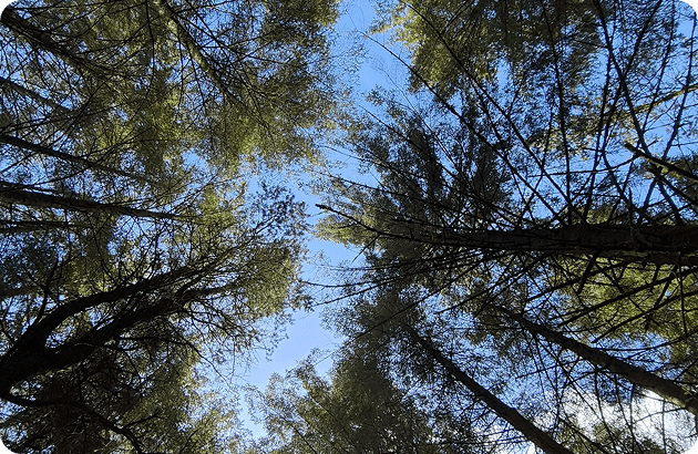 Looking up at a canopy of tall evergreen trees against a clear blue sky