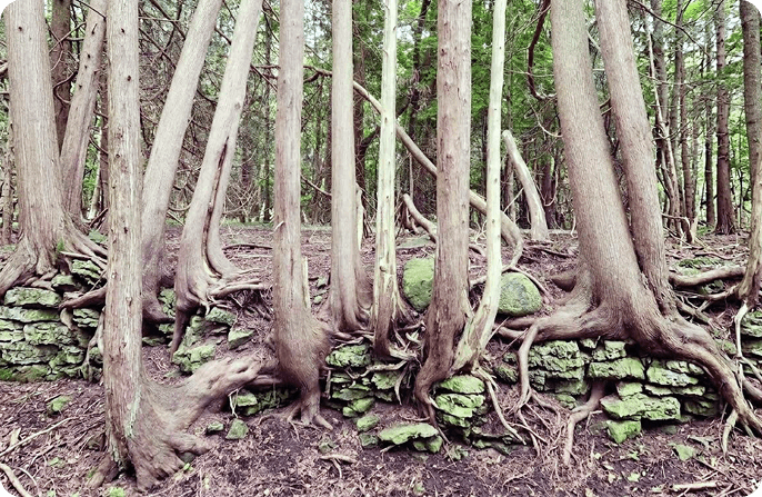 Sunlit forest of tall trees with intertwined roots