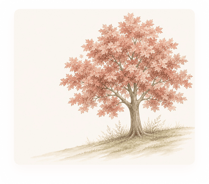 Watercolor illustration of a maple tree