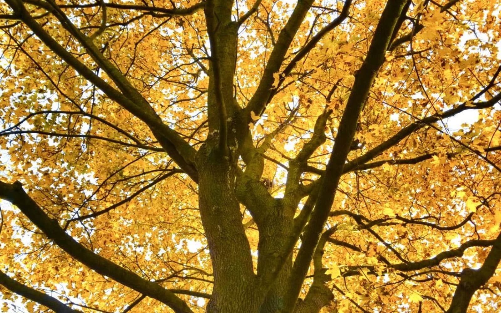 Stress: wrestling with shadows